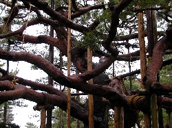 kanazawa s009.jpg